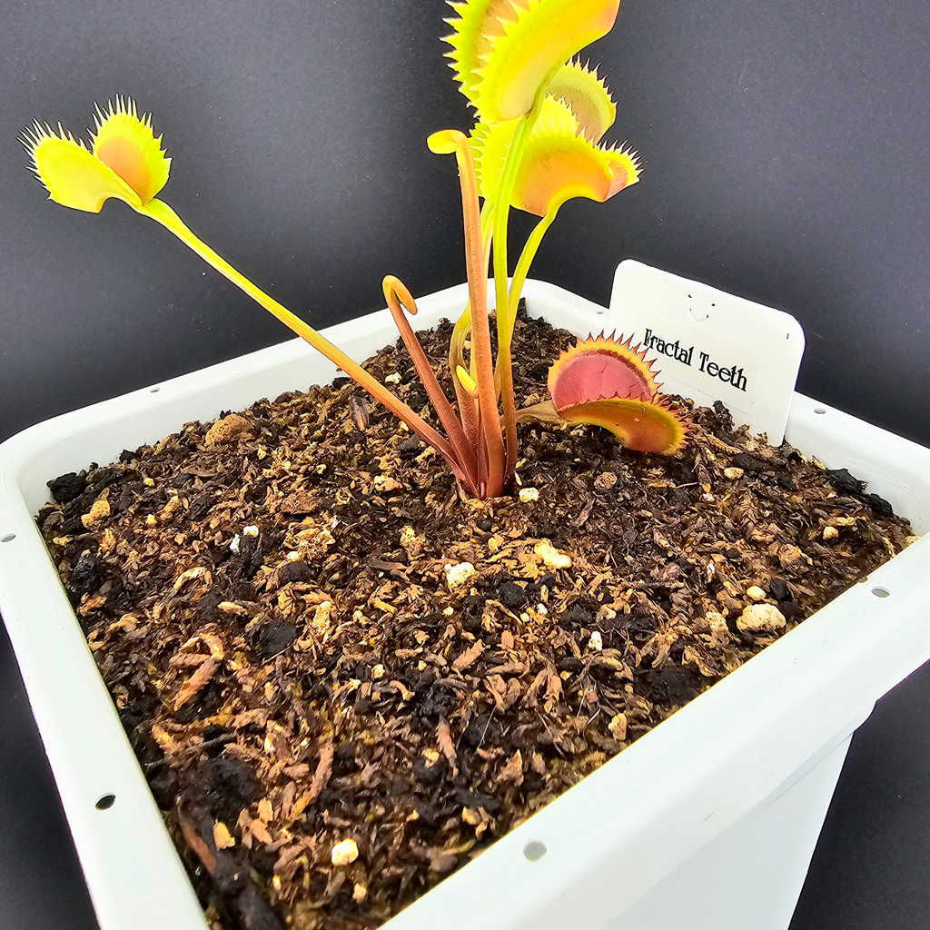 Dionaea m. Fractal Teeth | Carnivorous Plant Sales